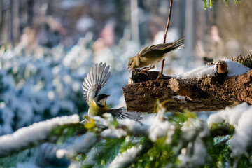Una cinciallegra (Parus major) vola attraverso i rami innevati e finisce su un ramo cavo, dove un fringuello (Fringilla coelebs) la attende senza troppa accoglienza.
