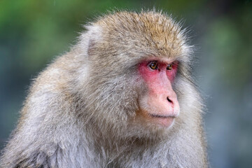 Close up of a Japanese Snow Monkey with wet fur, in Yadanaka, Japan