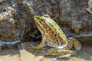 Marsh frog sits in lake and watches close-up. Green toad species of tailless amphibians of family ranidae. Single reptile of pelophylax ridibundus common in water. Portrait wet wild animal in pond.