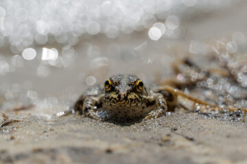 Marsh frog sits in lake and watches close-up. Green toad species of tailless amphibians of family ranidae. Single reptile of pelophylax ridibundus common in water. Portrait wet wild animal in pond.