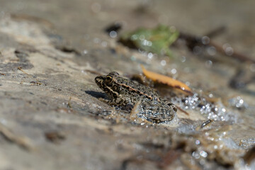 Marsh frog sits in lake and watches close-up. Green toad species of tailless amphibians of family ranidae. Single reptile of pelophylax ridibundus common in water. Portrait wet wild animal in pond.