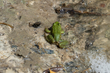 Marsh frog sits in lake and watches close-up. Green toad species of tailless amphibians of family ranidae. Single reptile of pelophylax ridibundus common in water. Portrait wet wild animal in pond.