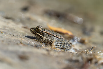 Marsh frog sits in lake and watches close-up. Green toad species of tailless amphibians of family ranidae. Single reptile of pelophylax ridibundus common in water. Portrait wet wild animal in pond.