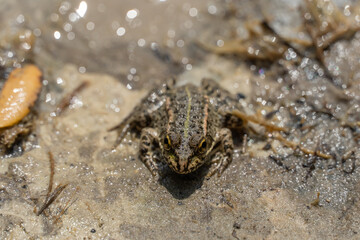Marsh frog sits in lake and watches close-up. Green toad species of tailless amphibians of family ranidae. Single reptile of pelophylax ridibundus common in water. Portrait wet wild animal in pond.