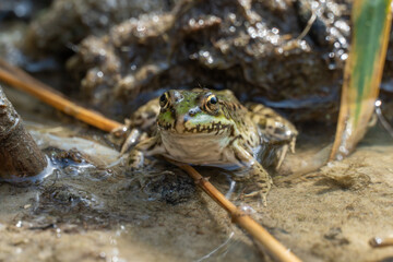 Marsh frog sits in lake and watches close-up. Green toad species of tailless amphibians of family ranidae. Single reptile of pelophylax ridibundus common in water. Portrait wet wild animal in pond.