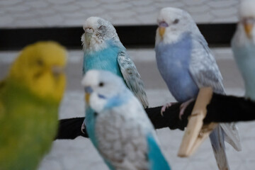 Group of blue and yellow budgerigars sitting on a black perch inside a birdcage. Indoor close-up photography for design and print.