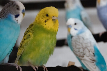 Green and yellow budgerigar surrounded by blue budgerigars perched on a black stick inside a birdcage. Close-up indoor avian photography for design and print.