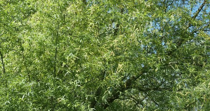 (Salix fragilis) Hanging slenders brownish shoots of a crack willow tree bearing dense silky catkins and bluish-green leaves lance-shaped