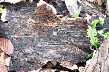 Tree bark infested with bark beetle, galleries and single winding tracks on a dead wood, dieback trees forest, environment damage 