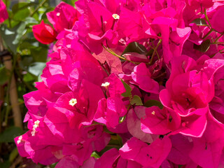 A view of pink colored bracts of the bougainvillea plant.