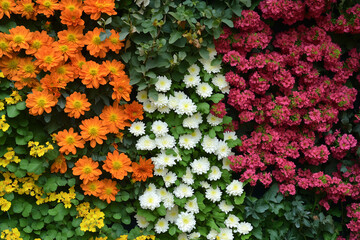 Naklejka premium Flowers wall background, wedding decoration, hand made Beautiful flower wall background