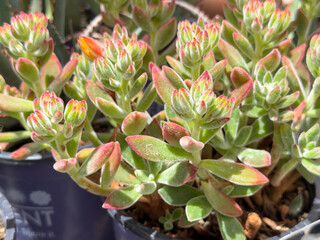 A closeup view of an echeveria plant, on display at a local nursery.