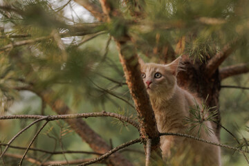 A curious and fluffy ginger kitten exploring outdoors climbing the pine tree