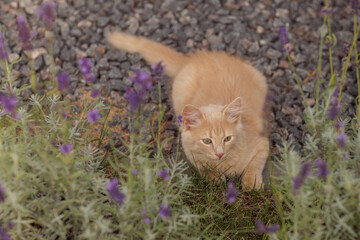 A curious and fluffy orange kitten exploring outdoors