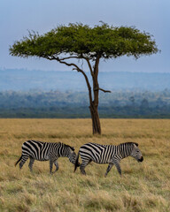 Obraz premium Zebras and acacia tree
