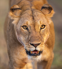 Lion Mama