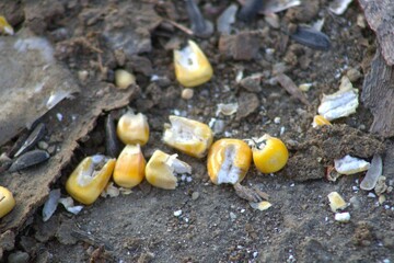 pieces of yellow corn scattered on ground