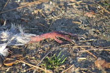 close up deceased bird claw