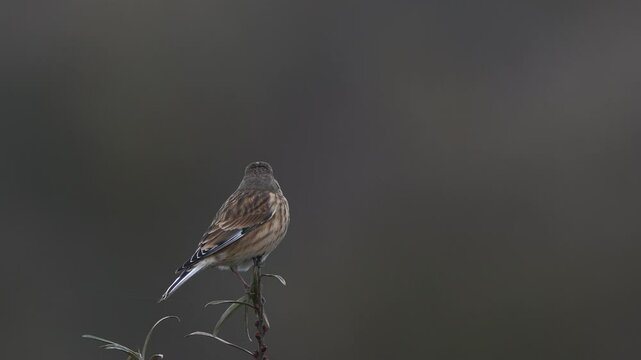 A common linnet (Linaria cannabina) in winter plumage sitting in the top of a shrub