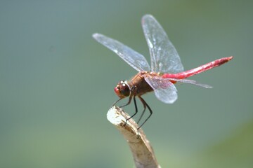 up close dragonfly with red body