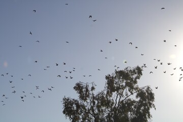 dark silhouette of bird flying across sunset