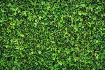 Lush Greenery: Vibrant Grass Landscape in a Serene Park Setting