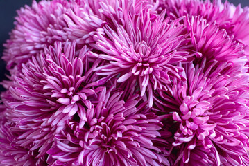 bouquet of flowers pink chrysanthemum macro on black background