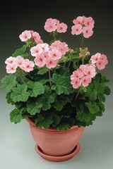 A beautiful cluster of pink geranium flowers in a terracotta pot, showcasing vibrant blooms and lush green leaves.
