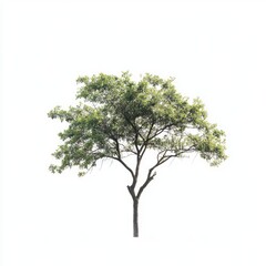 Obraz premium Solitary Tree Against a Crisp White Canvas: Embracing Nature's Green Foliage in Spring