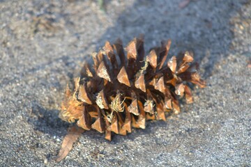 brown pinecone on sand up close