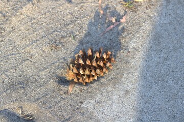 brown pinecone on sand up close