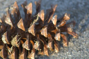 brown pinecone on sand up close