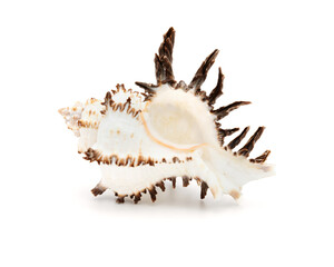 Unique Spiny Seashell on White Background