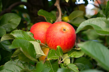 Ripe red apples growing on the tree, healthy fruits on platation, harvest in summer or autumn, agriculture farm, garden