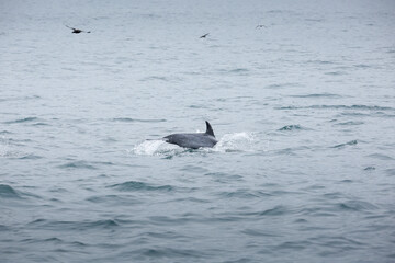 Obraz premium A view of several short-beaked common dolphins, emerging out of the water, seen off the coast of Southern California.