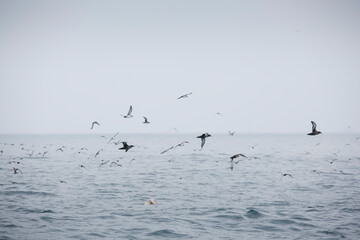 A view of a flock of sea birds following the feeding dolphins, seen on the coast of Southern California.