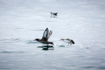A view of some shearwater birds preparing to fly from the water.