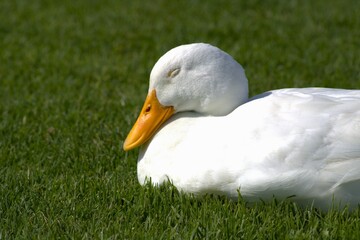 white duck with yellow beak sleeping on grass
