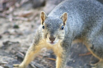 american squirrel getting ready to pounce