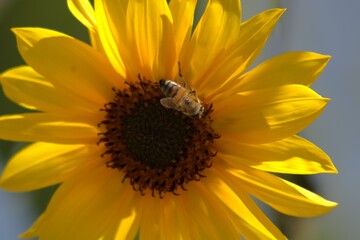 sunflower with bee pollenating it