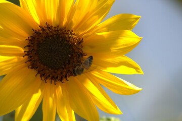 Fototapeta premium sunflower with bee pollenating it