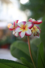 frangipani plumeria flower