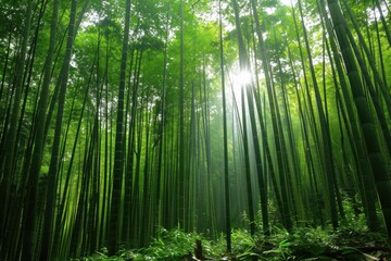 Fototapeta premium Serene Bamboo Forest with Sunlight Filtering Through Leaves for Nature Photography and Design
