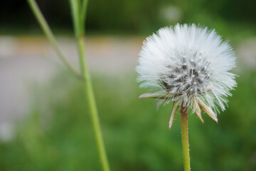 Delicate Beauty Close-Up of a Dandelion in Nature