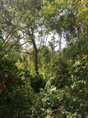 green forest in the morning