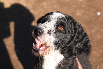 Fototapeta premium cute black and white dog licking its mouth,