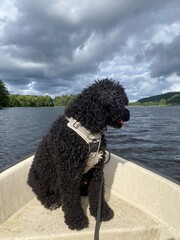 fluffy black dog sitting in the front of a boat on the ocean looking at the water