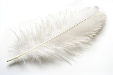 Soft Curled Feather: A Light and Smooth Isolated Piece Against a Black Background