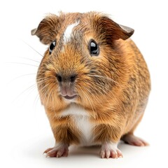 Fototapeta premium Guinea pig isolated on white background.