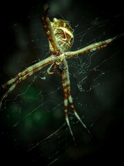 Araña